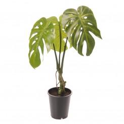Götessons Monstera 700, künstliche Pflanze, 160137 