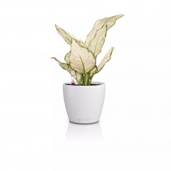 Lechuza Classico Color 12 weiß 16691 