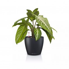 Lechuza Classico Color 14 schiefergrau 16695 