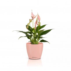 Lechuza Übertopf Classico Color 10 DECO magnolie 16664 