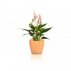 Lechuza Übertopf Classico Color 10 DECO papaya 16665 