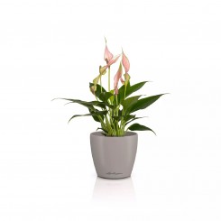 Lechuza Übertopf Classico Color 10 DECO sandbraun 16662 