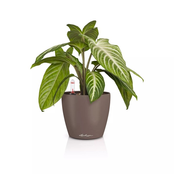 Lechuza Classico Color 14 muskat 16698 