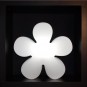 morepic-1
