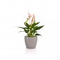morepic-1