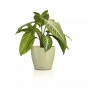 morepic-1