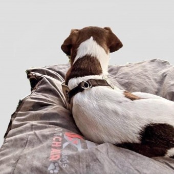 Daskoo Heizdecke Wärmematte Haustiere Outdoor Heizung Heizdecke Hunde  beheizt, 9 einstellbare Temperaturen mit automatischer Abschaltung